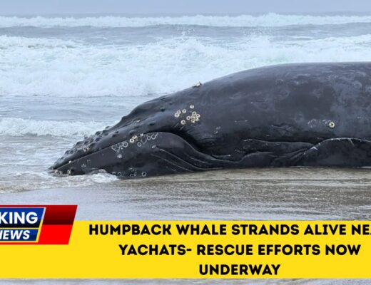 Humpback Whale Strands Alive Near Yachats- Rescue Efforts Now Underway