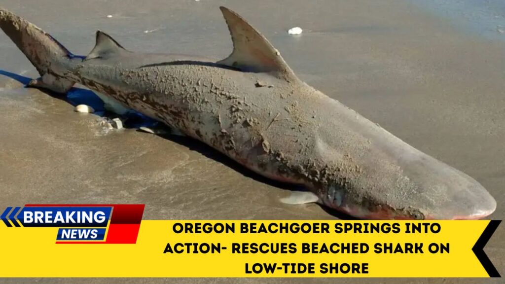 Oregon Beachgoer Springs Into Action- Rescues Beached Shark On Low-Tide Shore