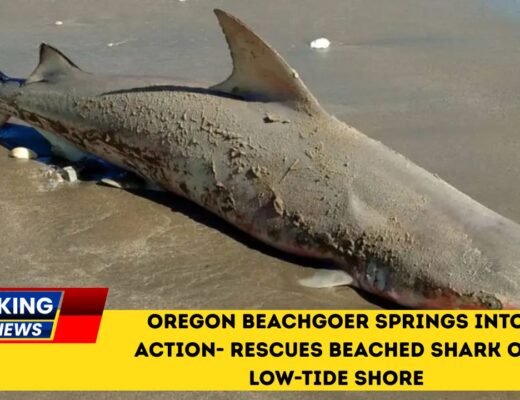 Oregon Beachgoer Springs Into Action- Rescues Beached Shark On Low-Tide Shore