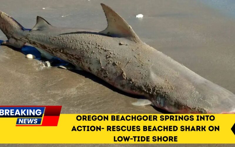 Oregon Beachgoer Springs Into Action- Rescues Beached Shark On Low-Tide Shore