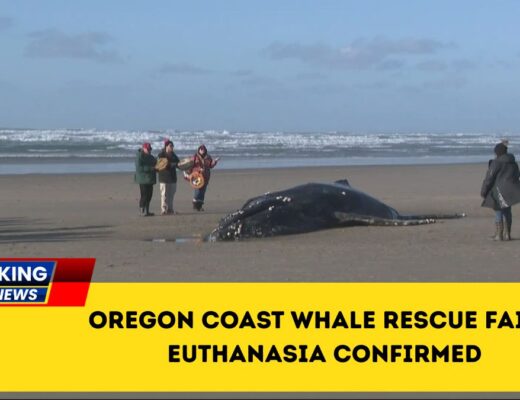 Oregon Coast Whale Rescue Fails, Euthanasia Confirmed