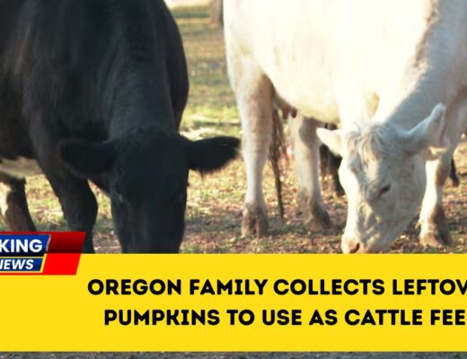 Oregon Family Collects Leftover Pumpkins To Use As Cattle Feed
